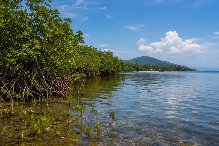 Pelestarian Mangrove di Sekitar Tanjung Lesung dan Peran Warga